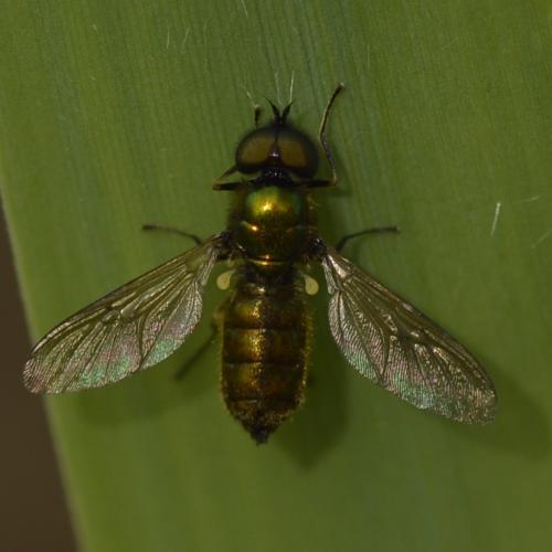 Réf. 312 706 : Chloromyia formosa